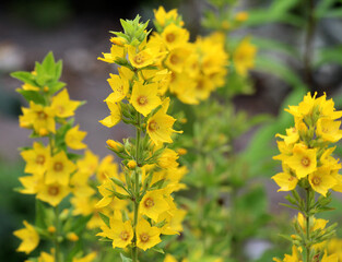 Yellow lysimachia flowers bloom in nature