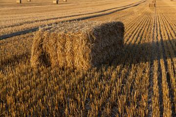 square stacks of golden wheat straw in a field at sunset