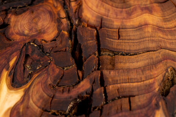 treated wood of the larch tree with annual rings