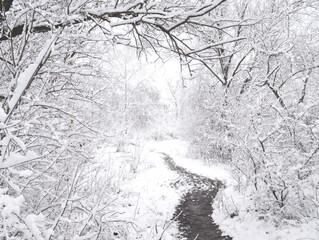 Path in a snowy old forest 