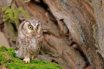  Boreal owl, Aegolius funereus, Czech republic