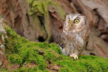  Boreal owl, Aegolius funereus, Czech republic