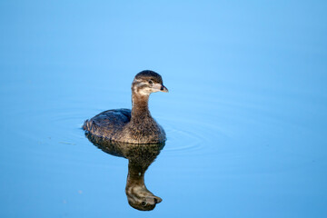 Pied-Billed Grebe