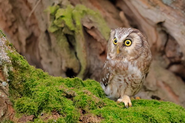  Boreal owl, Aegolius funereus, Czech republic