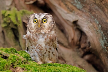  Boreal owl, Aegolius funereus, Czech republic