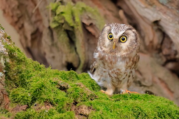  Boreal owl, Aegolius funereus, Czech republic