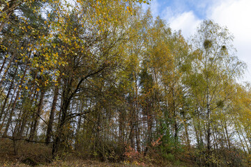 the orange foliage of birch trees in cloudy weather