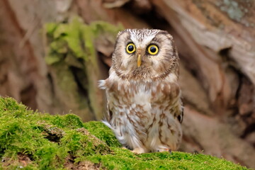  Boreal owl, Aegolius funereus, Czech republic
