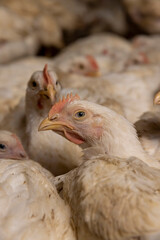 adult fat chickens in a poultry farm without cages