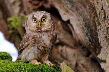  Boreal owl, Aegolius funereus, Czech republic