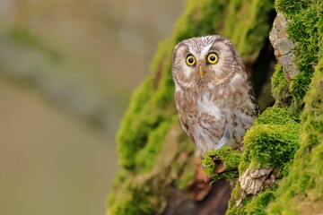  Boreal owl, Aegolius funereus, Czech republic