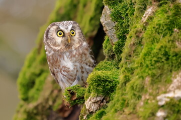  Boreal owl, Aegolius funereus, Czech republic