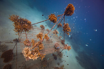 Coral Nursery - Marine conservation project planting corals	 - Marine restoration growing coral 