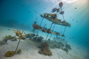Coral Nursery - Marine conservation project planting corals	 - Marine restoration growing coral 