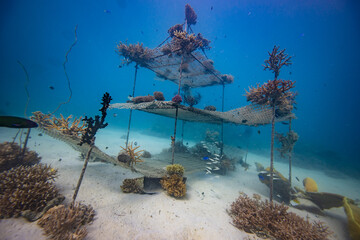 Coral Nursery - Marine conservation project planting corals	 - Marine restoration growing coral 