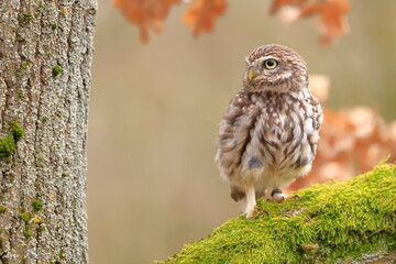 Little owl, Athene noctua, Czech republic