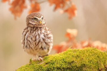 Little owl, Athene noctua, Czech republic
