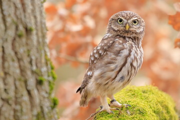 Little owl, Athene noctua, Czech republic