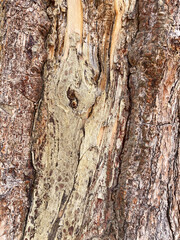 Beautiful Bark