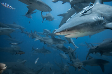 Schooling Bull Sharks on Shark Dive in Fiji