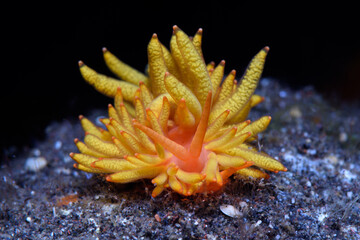 Black-gill Phestilla (Phestilla melanobrachia)