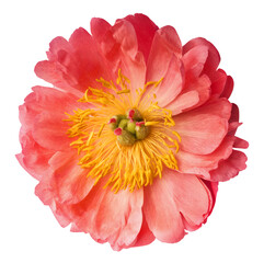 Beautiful coral Suffruticosa Tree Peony falling in the air isolated on white background. High...