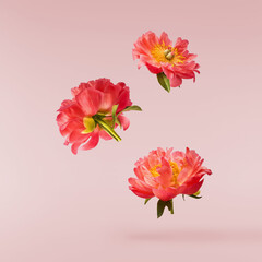 Beautiful coral Suffruticosa Tree Peony falling in the air isolated on pink background. High...