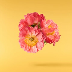 Beautiful coral Suffruticosa Tree Peony falling in the air isolated on yellow background. High...
