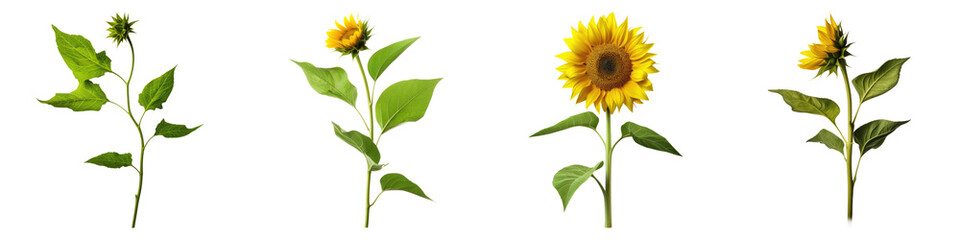 Sunflower stalk with leaves isolated on transparent background, PNG die-cut, Set of