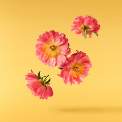 Beautiful coral Suffruticosa Tree Peony falling in the air isolated on yellow background. High...