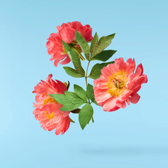 Beautiful coral Suffruticosa Tree Peony falling in the air isolated on blue background. High...