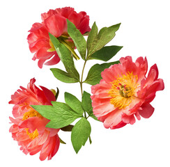 Beautiful coral Suffruticosa Tree Peony falling in the air isolated on white background. High...