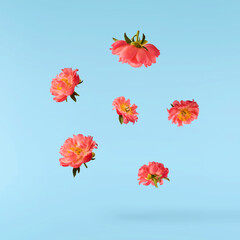 Beautiful coral Suffruticosa Tree Peony falling in the air isolated on blue background. High...