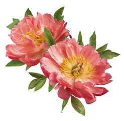 Beautiful coral Suffruticosa Tree Peony falling in the air isolated on white background. High...