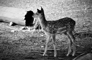 Portrait of beautiful young roe deer in nature