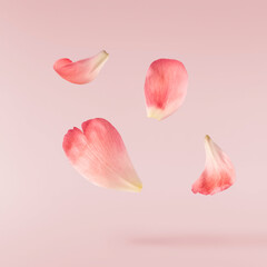 Beautiful coral Suffruticosa Tree Peony petals falling in the air isolated on pink background. High...