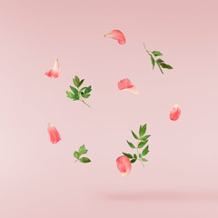 Beautiful coral Suffruticosa Tree Peony petals falling in the air isolated on pink background. High...