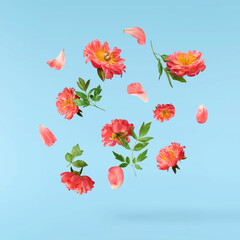 Beautiful coral Suffruticosa Tree Peony falling in the air isolated on blue background. High...