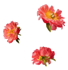 Beautiful coral Suffruticosa Tree Peony falling in the air isolated on white background. High...