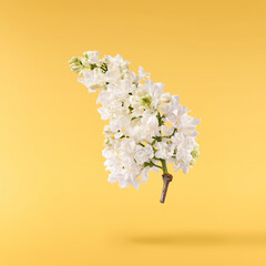 Fresh lilac blossom, Beautiful white lilac flowers falling in the air isolated on yellow background. Zero gravity or levitation spring flowers conception, high resolution image