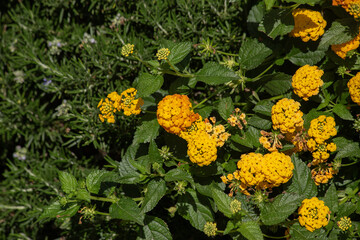 Autumn Background from a decorative bush with yellow orange flowers. November in Budva, Montenegro.