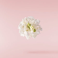 Fresh lilac blossom, Beautiful white lilac flowers falling in the air isolated on pink background....