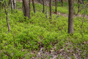 Wiosna w lesie. Las wiosenną porą. Młode pędy jagód w lesie podczas wiosny. 