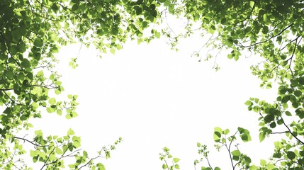 Intricate Natural Ivy Vine PNG with Wide Angle Centered View