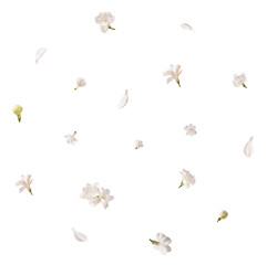 Fresh lilac blossom, Beautiful white lilac flowers falling in the air isolated on white background. Zero gravity or levitation spring flowers conception, high resolution image