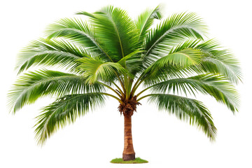 Fototapeta premium palm tree on white background