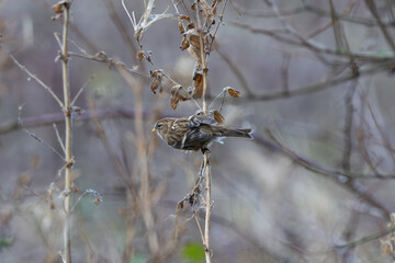 Lesser Redpoll (Acanthis cabaret) - Common in Woodland and Grassland, Baldoyle Racecourse, Dublin