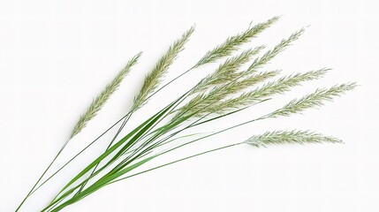 Fototapeta premium Isolated Grass Stalks on White Background for Minimalist Design