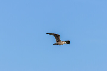 Lesser Black-Backed Gull (Larus fuscus) - Coastal Bird Commonly Found on Bull Island, Dublin