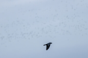 Jackdaw (Coloeus monedula) - Commonly Found in Urban and Coastal Areas, Bull Island, Dublin
